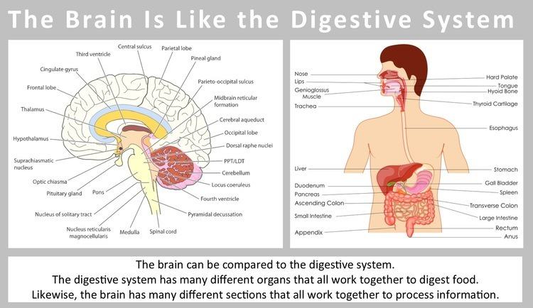 The Brain Is Like the Digestive System